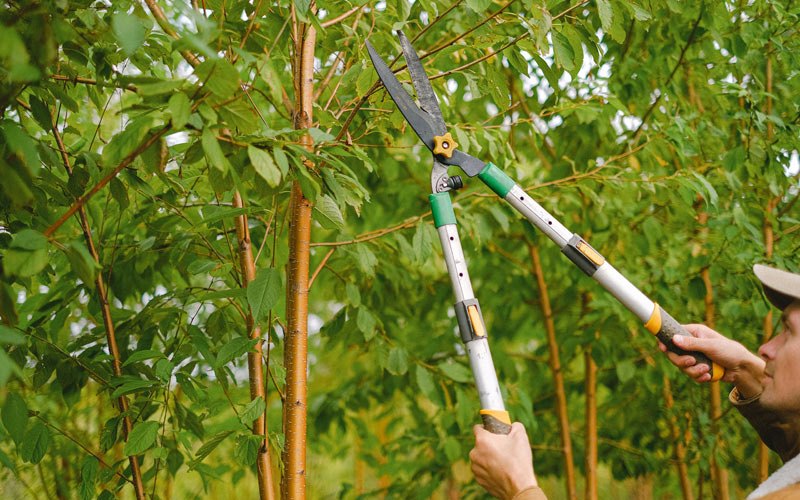 Tree trimming in Takotna, AK
